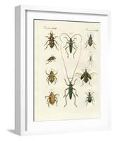 Beatiful Beetles-null-Framed Giclee Print