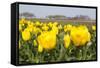 Beatiful Blooming Yellow Tulips-tpzijl-Framed Stretched Canvas