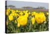 Beatiful Blooming Yellow Tulips-tpzijl-Stretched Canvas