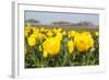 Beatiful Blooming Yellow Tulips-tpzijl-Framed Photographic Print