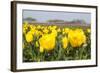 Beatiful Blooming Yellow Tulips-tpzijl-Framed Photographic Print