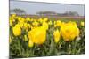 Beatiful Blooming Yellow Tulips-tpzijl-Mounted Photographic Print