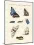 Beatiful Butterflies-null-Mounted Giclee Print