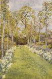 Looking Down a Grass Path with a Bed of Daffodils and Trees on Either Side-Beatrice Parsons-Mounted Photographic Print