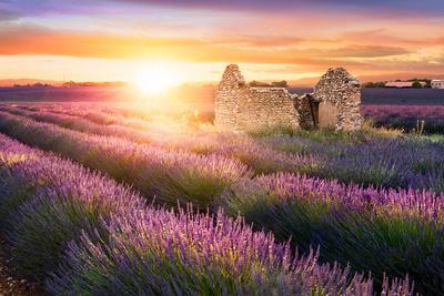 Sun Is Setting over a Beautiful Purple Lavender Filed in Valensole. Provence, France