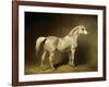 Beatrice, the White Arab Saddlehorse of Helmuth Graf Von Moltke, 1855-Carl Constantin Steffeck-Framed Giclee Print