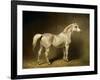 Beatrice, the White Arab Saddlehorse of Helmuth Graf Von Moltke, 1855-Carl Constantin Steffeck-Framed Giclee Print