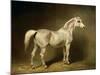 Beatrice, the White Arab Saddlehorse of Helmuth Graf Von Moltke, 1855-Carl Constantin Steffeck-Mounted Giclee Print