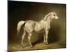 Beatrice, the White Arab Saddlehorse of Helmuth Graf Von Moltke, 1855-Carl Constantin Steffeck-Mounted Giclee Print