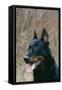 Beauceron Dog Close-Up of Head-null-Framed Stretched Canvas