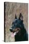 Beauceron Dog Close-Up of Head-null-Stretched Canvas