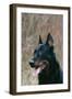 Beauceron Dog Close-Up of Head-null-Framed Photographic Print