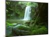 Beauchamp Fall, Waterfall in the Rainforest, Otway N.P., Great Ocean Road, Victoria, Australia-Thorsten Milse-Mounted Photographic Print