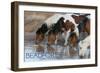 Beaufort, North Carolina - Ponies Drinking-Lantern Press-Framed Art Print