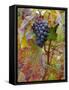 Beaujolais Red Grapes in Autumn, Burgundy, France-Lisa S. Engelbrecht-Framed Stretched Canvas