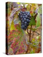 Beaujolais Red Grapes in Autumn, Burgundy, France-Lisa S. Engelbrecht-Stretched Canvas