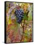 Beaujolais Red Grapes in Autumn, Burgundy, France-Lisa S. Engelbrecht-Framed Stretched Canvas