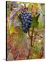 Beaujolais Red Grapes in Autumn, Burgundy, France-Lisa S. Engelbrecht-Stretched Canvas
