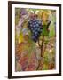 Beaujolais Red Grapes in Autumn, Burgundy, France-Lisa S. Engelbrecht-Framed Premium Photographic Print