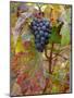 Beaujolais Red Grapes in Autumn, Burgundy, France-Lisa S. Engelbrecht-Mounted Photographic Print
