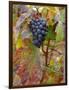 Beaujolais Red Grapes in Autumn, Burgundy, France-Lisa S. Engelbrecht-Framed Photographic Print
