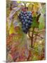 Beaujolais Red Grapes in Autumn, Burgundy, France-Lisa S. Engelbrecht-Mounted Photographic Print