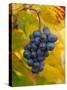 Beaujolais Red Grapes in Autumn, Burgundy, France-Lisa S. Engelbrecht-Stretched Canvas