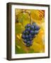 Beaujolais Red Grapes in Autumn, Burgundy, France-Lisa S. Engelbrecht-Framed Photographic Print