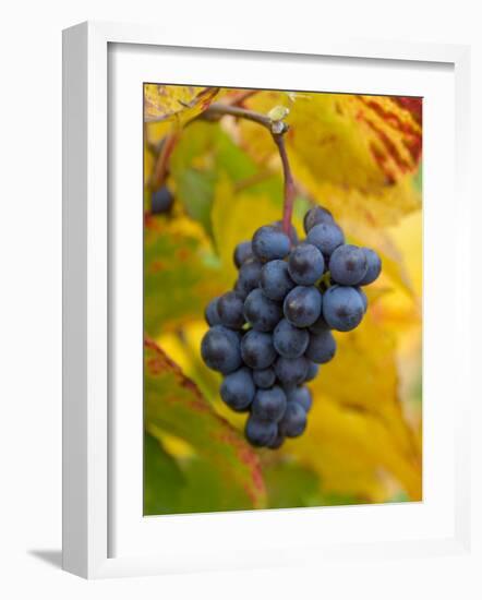 Beaujolais Red Grapes in Autumn, Burgundy, France-Lisa S. Engelbrecht-Framed Photographic Print