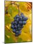 Beaujolais Red Grapes in Autumn, Burgundy, France-Lisa S. Engelbrecht-Mounted Photographic Print