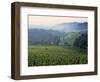 Beaujolais, Soane-Et-Loire, Burgundy, France-Doug Pearson-Framed Photographic Print