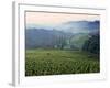 Beaujolais, Soane-Et-Loire, Burgundy, France-Doug Pearson-Framed Photographic Print