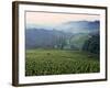 Beaujolais, Soane-Et-Loire, Burgundy, France-Doug Pearson-Framed Photographic Print