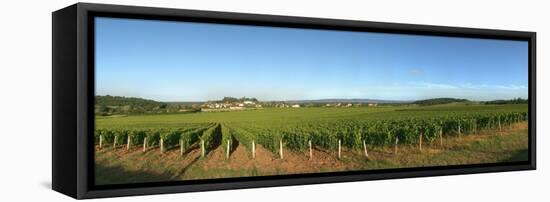 Beaujolais Vineyard, Jully-Les-Buxy, Saone-Et-Loire, Burgundy, France-null-Framed Stretched Canvas