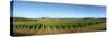 Beaujolais Vineyard, Jully-Les-Buxy, Saone-Et-Loire, Burgundy, France-null-Stretched Canvas