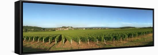 Beaujolais Vineyard, Jully-Les-Buxy, Saone-Et-Loire, Burgundy, France-null-Framed Stretched Canvas