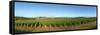 Beaujolais Vineyard, Jully-Les-Buxy, Saone-Et-Loire, Burgundy, France-null-Framed Stretched Canvas