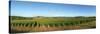 Beaujolais Vineyard, Jully-Les-Buxy, Saone-Et-Loire, Burgundy, France-null-Stretched Canvas