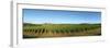 Beaujolais Vineyard, Jully-Les-Buxy, Saone-Et-Loire, Burgundy, France-null-Framed Premium Photographic Print