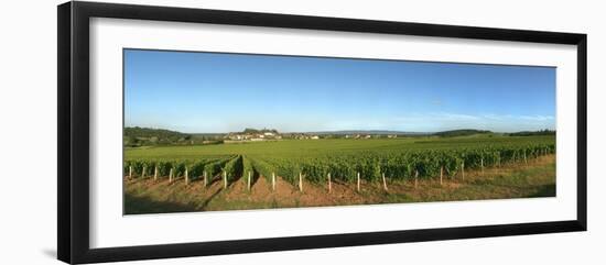 Beaujolais Vineyard, Jully-Les-Buxy, Saone-Et-Loire, Burgundy, France-null-Framed Photographic Print