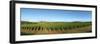 Beaujolais Vineyard, Jully-Les-Buxy, Saone-Et-Loire, Burgundy, France-null-Framed Photographic Print