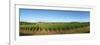 Beaujolais Vineyard, Jully-Les-Buxy, Saone-Et-Loire, Burgundy, France-null-Framed Photographic Print