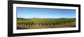 Beaujolais Vineyard, Jully-Les-Buxy, Saone-Et-Loire, Burgundy, France-null-Framed Photographic Print