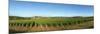 Beaujolais Vineyard, Jully-Les-Buxy, Saone-Et-Loire, Burgundy, France-null-Mounted Photographic Print