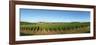 Beaujolais Vineyard, Jully-Les-Buxy, Saone-Et-Loire, Burgundy, France-null-Framed Photographic Print