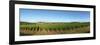 Beaujolais Vineyard, Jully-Les-Buxy, Saone-Et-Loire, Burgundy, France-null-Framed Photographic Print