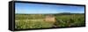 Beaujolais Vineyard, Saules, Saone-Et-Loire, Burgundy, France-null-Framed Stretched Canvas