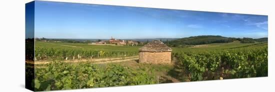 Beaujolais Vineyard, Saules, Saone-Et-Loire, Burgundy, France-null-Stretched Canvas