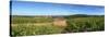 Beaujolais Vineyard, Saules, Saone-Et-Loire, Burgundy, France-null-Stretched Canvas