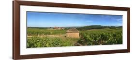 Beaujolais Vineyard, Saules, Saone-Et-Loire, Burgundy, France-null-Framed Photographic Print